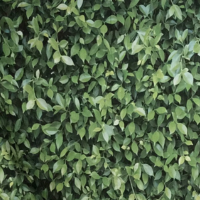 ShutterBug backdrop-2